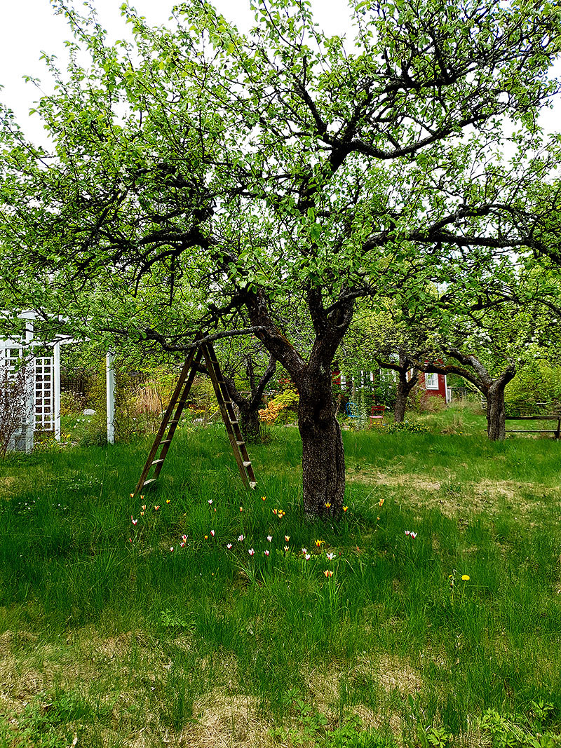 Trädgårdsäng med botaniska tulpaner